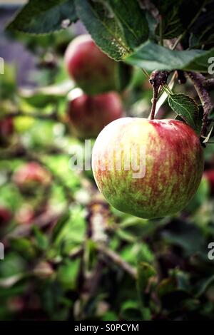 Ripe, red and green apples hanging on the tree. Stock Photo