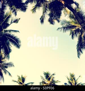 Palm trees enclosing an area of blue sky Stock Photo