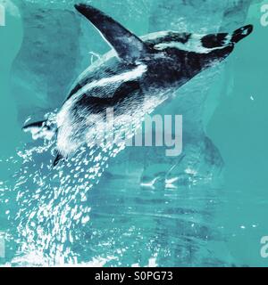 Upside down underwater penguin Stock Photo