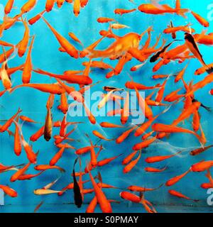 Goldfish in a pet store fish tank Stock Photo