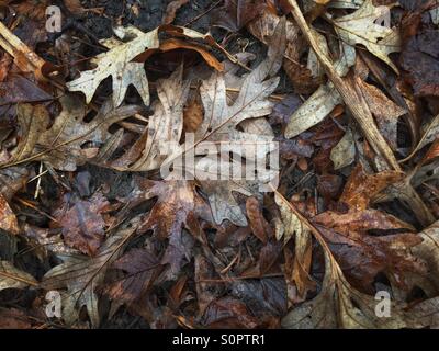 Dead and decomposing leaves in winter Stock Photo