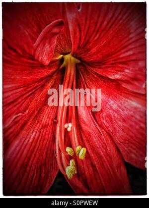 Red Lily (Close Up) Stock Photo