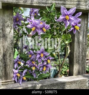 Flowers against a rustic fence Stock Photo