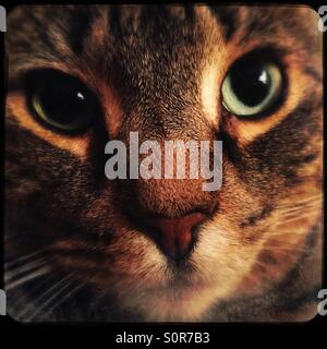 Closeup of green eyed tabby/Bengal cat Stock Photo
