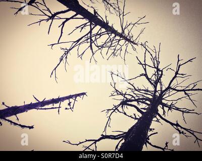 Leaveless trees in winter Stock Photo