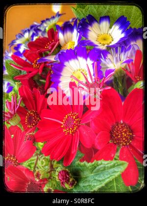 Cineraria hybrida Stock Photo