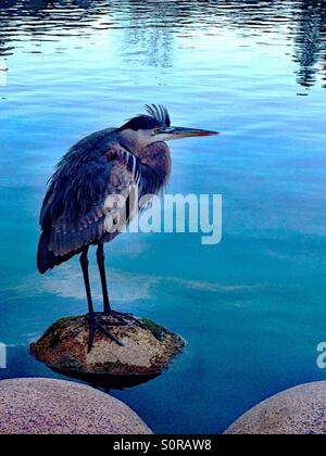 Great blue heron on a rock in a pond Stock Photo