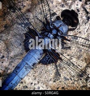 Blue dragonfly on rock Stock Photo