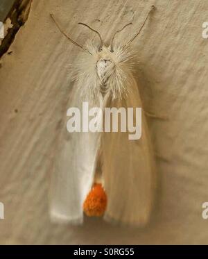 Sheepdog (15 moths) Stock Photo by ©lifeonwhite 10875611