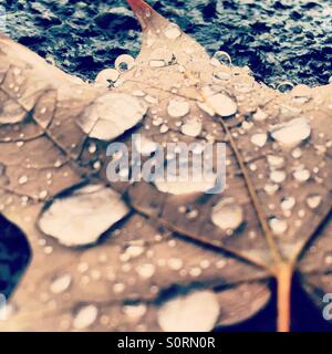 Raindrops on a fallen leaf Stock Photo