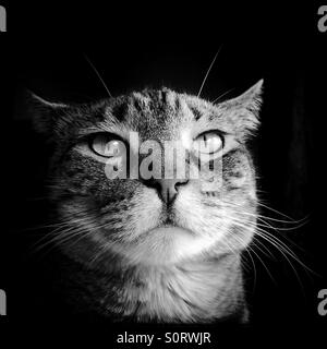 Serious tabby cat portrait Stock Photo