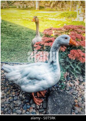 Pilgrim geese, male and female Stock Photo - Alamy