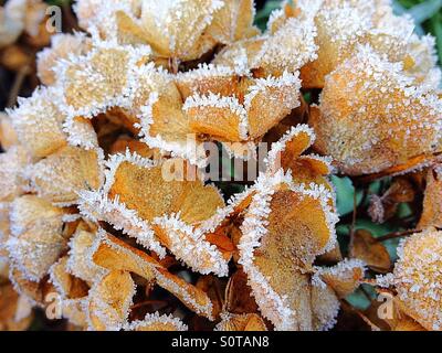 Frost bitten Hydrangea flower head Stock Photo