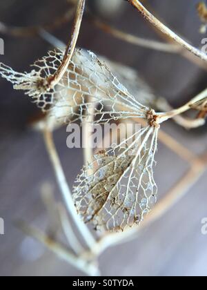 Dried hydrangea in winter Stock Photo