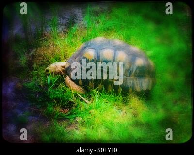 Tortoise walking through grass Stock Photo