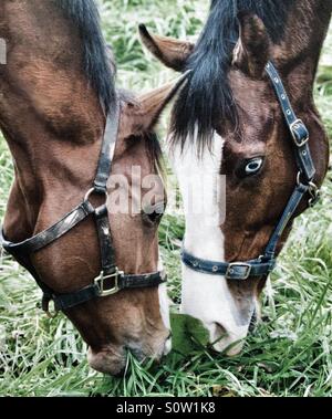 Two thoroughbred horses grazing head to head Stock Photo