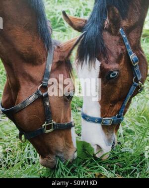 Two thoroughbred horses grazing head to head Stock Photo