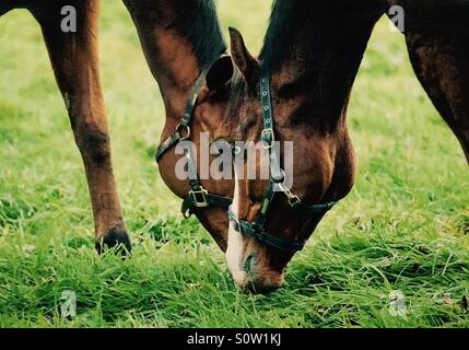 Two thoroughbred horses grazing head to head Stock Photo