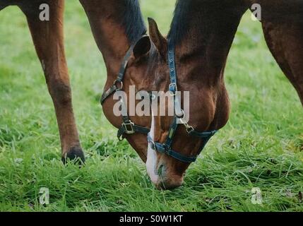 Two thoroughbred horses grazing head to head Stock Photo