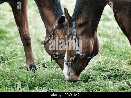 Two thoroughbred horses grazing head to head Stock Photo