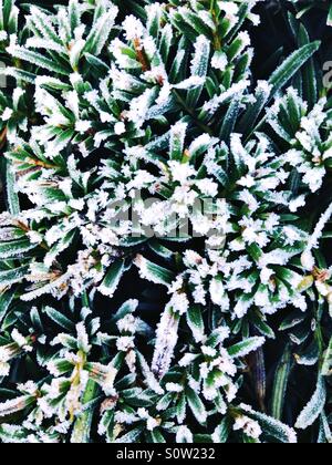 Frost on a yew hedge Stock Photo