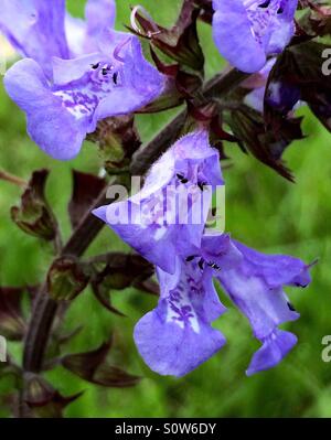 Purple Lyreleaf Sage blooms, Salvia lyrata Stock Photo