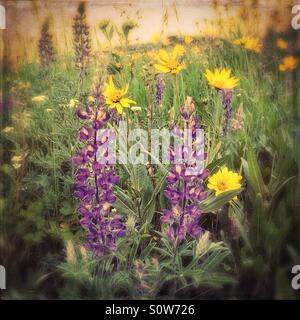 Impressionistic image of summer meadow with blooming lupine and little sunflowers on the Blacktail Plateau in Yellowstone National Park, WY, U.S. Stock Photo