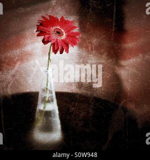 Vintage-style still life of a single pink/red gerbera daisy in a glass bottle, softly lit with textured, aged tones and a minimalist background. Stock Photo