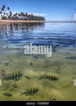 Some fishes under the water in Praia do Forte's Beach , Bahia, Brazil Stock Photo
