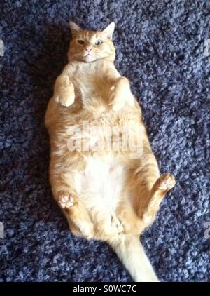 cat with fat belly Stock Photo: 56798784 - Alamy