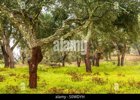 Cork Trees Landscape Stock Photo