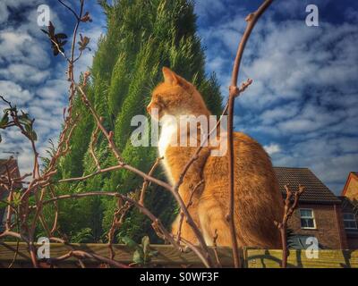 Ginger and white cat sitting on a wall enjoying the winter sun Stock Photo