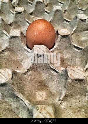 One egg in tray Stock Photo