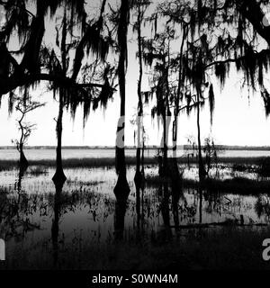 Black and white cypress trees along river Stock Photo - Alamy