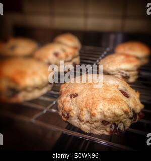 Freshly home baked scones cooling on a cooling rack. Stock Photo