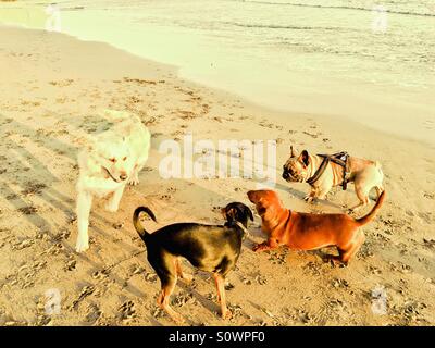 Four dogs playing on beach Stock Photo