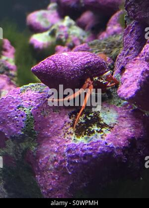 Red Legged Hermit Crab in Mexico beach sand Clibanarius digueti Stock ...