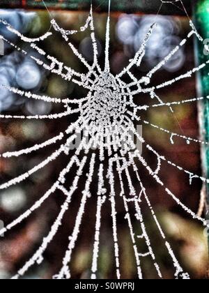 Frozen spiders web Stock Photo