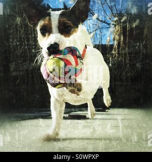 Dog running towards the camera while carrying a ball. Stock Photo