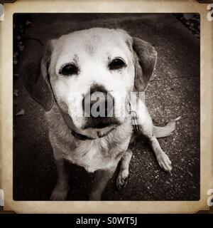 Beagle mix dog Stock Photo
