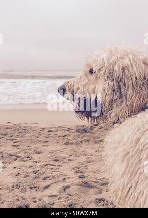 A wet labradoodle dog sits on the beach. Huntington Beach, California USA. Stock Photo