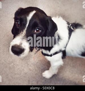 Crossbreed terrier puppy dog looking up Stock Photo