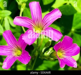 Pink Wood Sorrel blooms in close-up with green background, Oxalis articulata rubra Stock Photo