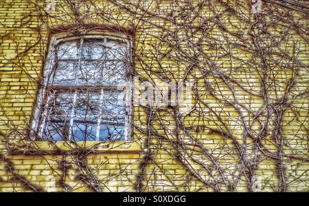 Vines growing on a yellow brick building Stock Photo
