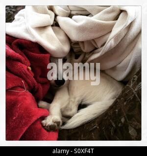 Jack Russell Terrier burrowed under covers Stock Photo