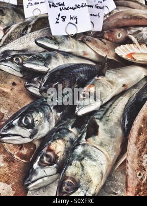 Mackerels on display at a market in London, England Stock Photo