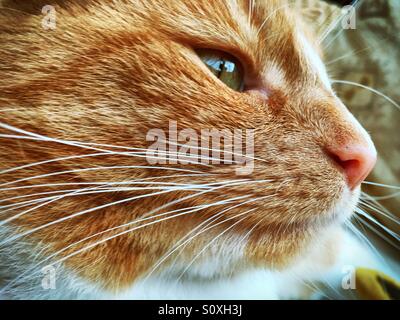 Side profile ginger cat's face Stock Photo