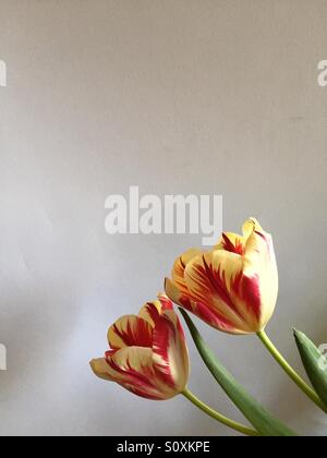 Two tulips against a white background Stock Photo