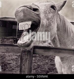 Laughing horse Stock Photo