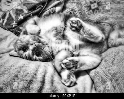 Black and white portrait cat playing on a sofa Stock Photo